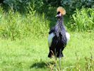 Black-Crowned Crane (WWT Slimbridge 23/05/15) ©Nigel Key