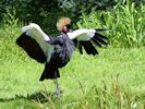 Black-Crowned Crane (WWT Slimbridge 23/05/15) ©Nigel Key