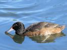 Black-Headed Duck (WWT Slimbridge 23/05/15) ©Nigel Key
