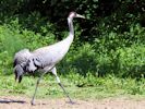 Eurasian Crane (WWT Slimbridge 23/05/15) ©Nigel Key