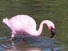 Lesser Flamingo (WWT Slimbridge 23/05/15) ©Nigel Key