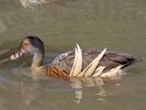 Plumed Whistling Duck (WWT Slimbridge 23/05/15) ©Nigel Key