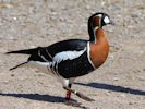 Red-Breasted Goose (WWT Slimbridge 23/05/15) ©Nigel Key