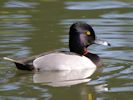 Ring-Necked Duck (WWT Slimbridge 23/05/15) ©Nigel Key