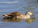 Spot-Billed Duck (WWT Slimbridge 23/05/15) ©Nigel Key
