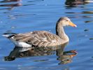 Greylag Goose (WWT Slimbridge 26/09/15) ©Nigel Key