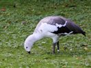 Magellan Goose (WWT Slimbridge 20) - pic by Nigel Key