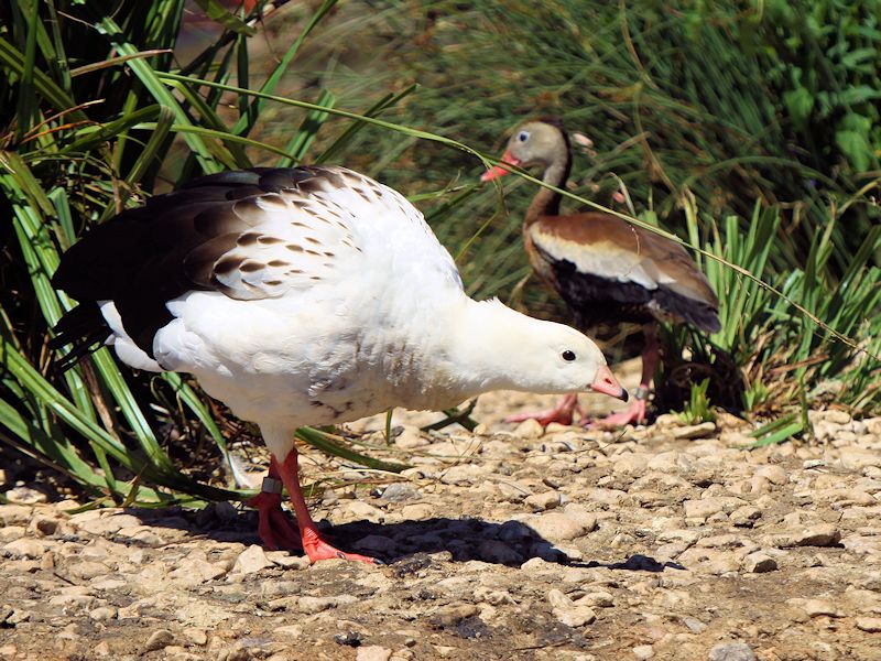Andean Goose (WWT Slimbridge 30/06/15) ©Nigel Key
