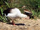 Andean Goose (WWT Slimbridge 30/06/15) ©Nigel Key