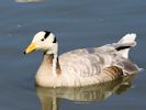 Bar-Headed Goose (WWT Slimbridge 30/06/15) ©Nigel Key
