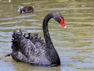 Black Swan (WWT Slimbridge 30/06/15) ©Nigel Key