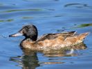 Black-Headed Duck (WWT Slimbridge 30/06/15) ©Nigel Key