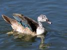 Comb Duck (WWT Slimbridge 30/06/15) ©Nigel Key