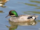 Falcated Duck (WWT Slimbridge 30/06/15) ©Nigel Key