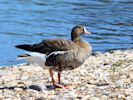 Lesser White-Fronted Goose (WWT Slimbridge June 2015) - pic by Nigel Key