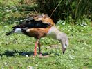 Orinoco Goose (WWT Slimbridge 30/06/15) ©Nigel Key
