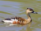 Wandering Whistling Duck (WWT Slimbridge 30/06/15) ©Nigel Key