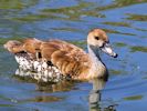 West Indian Whistling Duck (WWT Slimbridge 30/06/15) ©Nigel Key