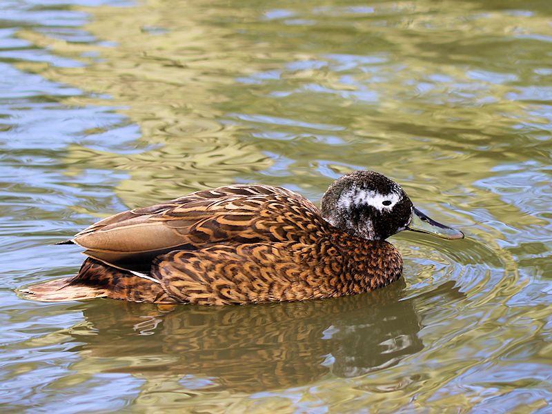 Laysan Duck (WWT Slimbridge 04/05/16) ©Nigel Key