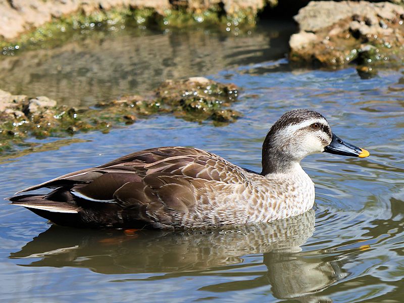 Spot-Billed Duck (WWT Slimbridge 04/05/16) ©Nigel Key