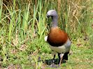 Ashy-Headed Goose (WWT Slimbridge May 2016) - pic by Nigel Key