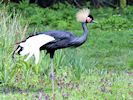 Black-Crowned Crane (WWT Slimbridge 04/05/16) ©Nigel Key