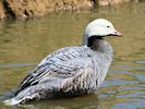 Emperor Goose (WWT Slimbridge 04/05/16) ©Nigel Key