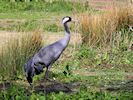 Eurasian Crane (WWT Slimbridge 04/05/16) ©Nigel Key