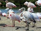 Greater Flamingo (WWT Slimbridge 04/05/16) ©Nigel Key