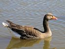Greylag Goose (WWT Slimbridge 04/05/16) ©Nigel Key