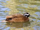 Laysan Duck (WWT Slimbridge 04/05/16) ©Nigel Key