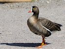 Lesser White-Fronted Goose (WWT Slimbridge May 2016) - pic by Nigel Key
