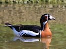 Red-Breasted Goose (WWT Slimbridge 04/05/16) ©Nigel Key