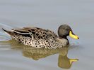 Yellow-Billed Duck (WWT Slimbridge 04/05/16) ©Nigel Key