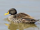 Yellow-Billed Duck (WWT Slimbridge May 2016) - pic by Nigel Key