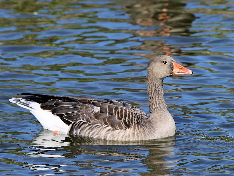 Greylag Goose (WWT Slimbridge 05/10/16) ©Nigel Key