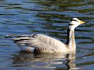 Bar-Headed Goose (WWT Slimbridge 05/10/16) ©Nigel Key