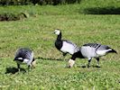 Barnacle Goose (WWT Slimbridge 05/10/16) ©Nigel Key