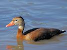 Black-Bellied Whistling Duck (WWT Slimbridge 05/10/16) ©Nigel Key