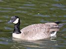 Canada Goose (WWT Slimbridge 05/10/16) ©Nigel Key