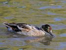 Falcated Duck (WWT Slimbridge 05/10/16) ©Nigel Key