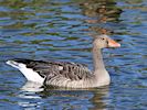 Greylag Goose (WWT Slimbridge 05/10/16) ©Nigel Key