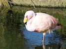 James's Flamingo (WWT Slimbridge 05/10/16) ©Nigel Key