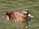 Laysan Duck (WWT Slimbridge 05/10/16) ©Nigel Key