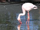 Lesser Flamingo (WWT Slimbridge 05/10/16) ©Nigel Key