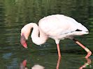 Lesser Flamingo (WWT Slimbridge 05/10/16) ©Nigel Key