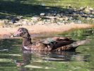 Muscovy Duck (WWT Slimbridge 05/10/16) ©Nigel Key