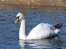 Mute Swan (WWT Slimbridge 05/10/16) ©Nigel Key