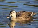 Spot-Billed Duck (WWT Slimbridge 05/10/16) ©Nigel Key