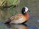 White-Faced Whistling Duck (WWT Slimbridge October 2016) - pic by Nigel Key